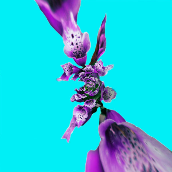 "Foxgloves Version 1" - Purple Haze Edition