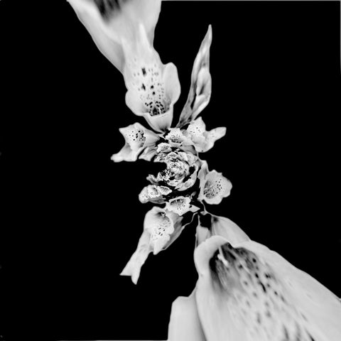 Crazy Like a Foxglove