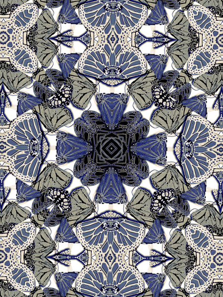 The Monarchy Blue, Versions 1-2-3-4