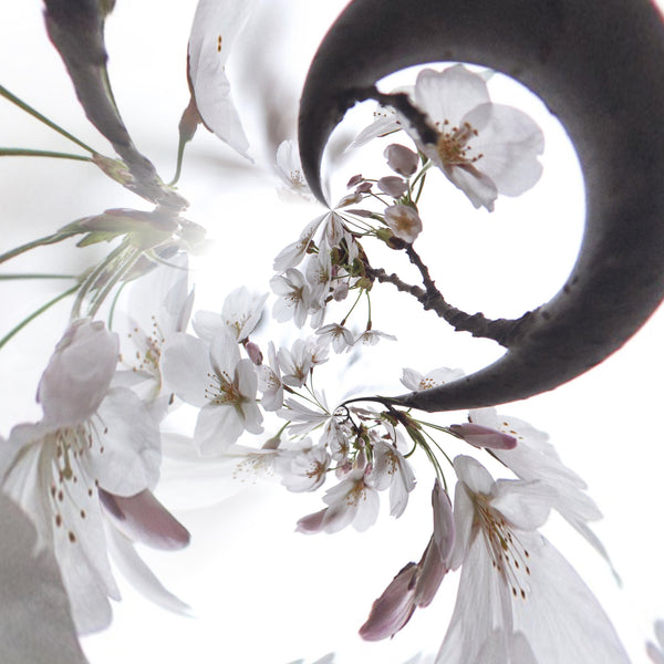 Cherry Blossom Girl Versions 1 + 2