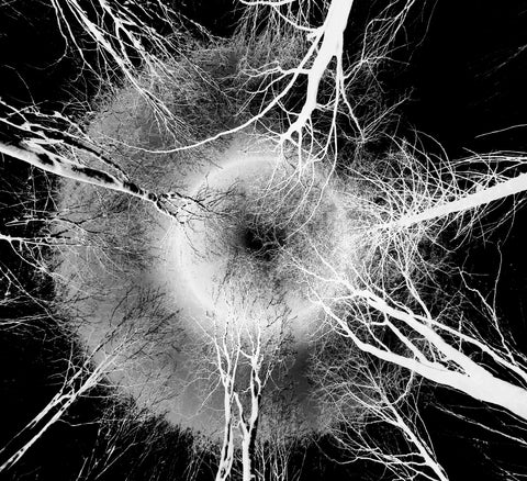 From Where I Lie No. 7 - Black and White - 60 % off.